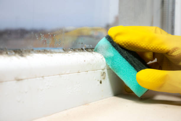 Best Health and Safety Mold Remediation in Woods Hole, MA