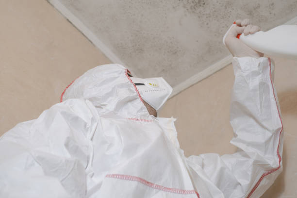 Best Emergency Mold Remediation in Woods Hole, MA
