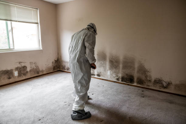 Best Crawl Space Mold Remediation in Woods Hole, MA
